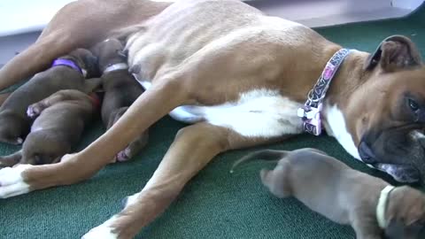 Boxer's Three-Day-Old Puppies (in HD)