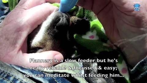 Rescuing a young Red-Necked Wallaby joey; this is Flannery.mp4