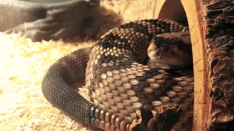 Arizona blacktail rattlesnake