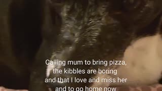 When your pup misses you AND the pizza 🍕🐶