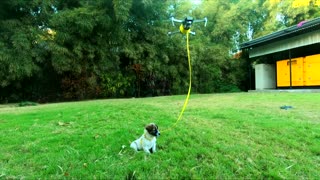 Drone Walks the Dog