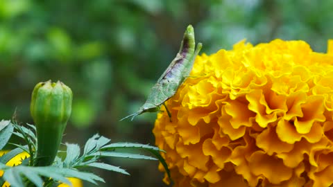 Insect life in nature