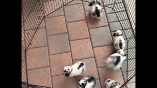 Rabbits playing At The iron pipe At Home