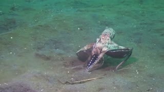 Diver Spots an Octopus with Something Strange in its Tentacles