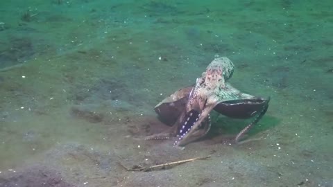Diver Spots an Octopus with Something Strange in its Tentacles
