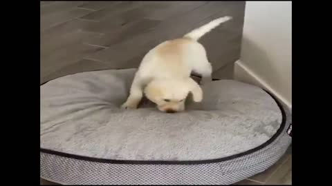 Dog got his new couch. see what happens next!
