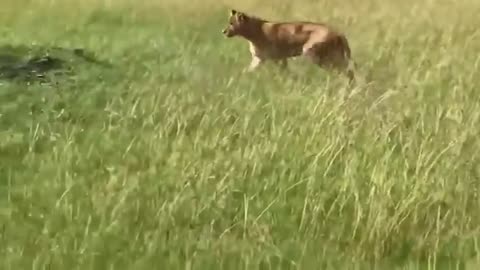 lion Attack Everyone || Lion vs cheetah || Lion vs Hyena || Lion vs Rahino || lion vs warthog