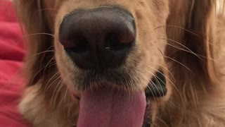 Doggy Has Incredibly Slow Lick