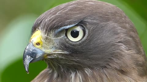 hawk anajé brazilian fauna sertaneja wild bird of prey swamp pampas brazilian amazon