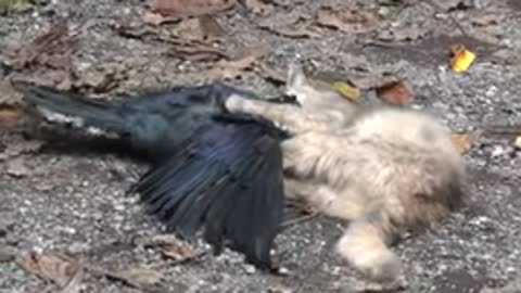 A mother strong cat catches the crow.