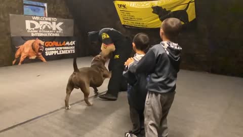 This Giant Pitbull protects 2 young boys