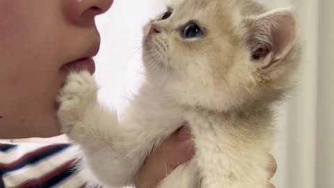 Kitten: It's okay whether it meows or not.
