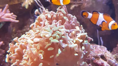 Swimming Clown Fish in the Aquarium