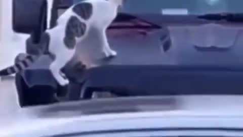 Funny cat with car horn