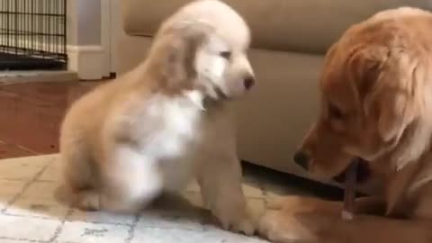 Baby and puppy besties love playing outside together #1