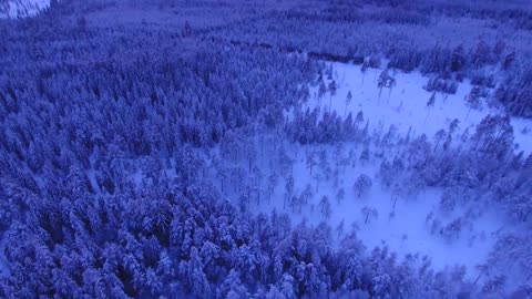 So spectacular Aerial Shot Of Forest During Winter