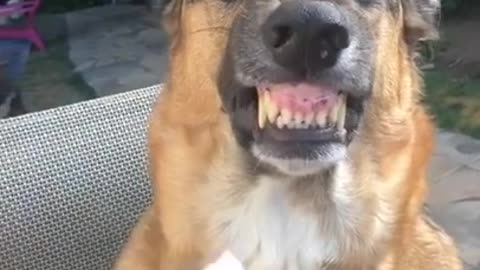 Dog funny video