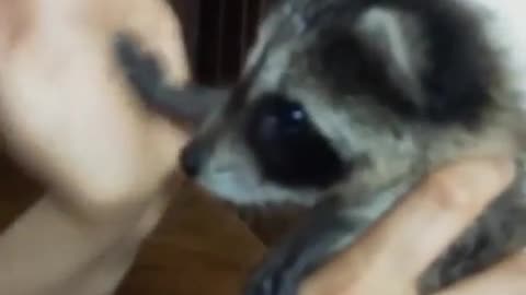 [Buriburi] Adorable Baby Raccoon Fighting♥
