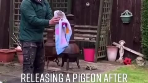 Rescued Pigeon