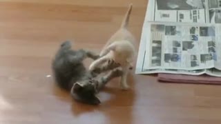 Cutest Kitten Fight Ever Surprising Ending