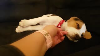 Cachorro de Beagle se queda dormido de un modo extremadamente adorable