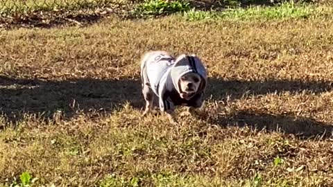 Dressed to impress at the dog park