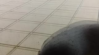 Australian Sea Lion Says Hello