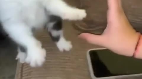 Cute Cat eathing