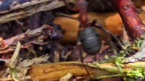 Busy ants dragging a small branch / beautiful insects in the forest.