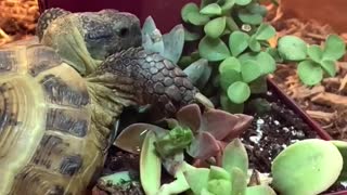 Russian tortoise eating plants