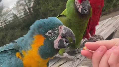 craigfraser93 macaw trio waving 🥰craigfraser93 macaw trio waving 🥰