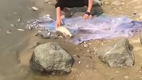 Amazing Asian Net Fishing