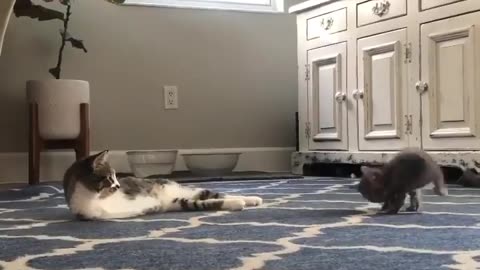 Funny cats playing