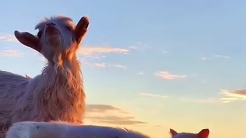 Cat and goat playing