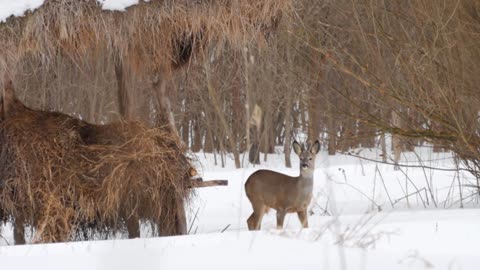 European roe deer (Capreolus capreolus) in the winter forest