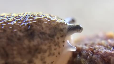 Slug Eating Food Is Caught Up Close On Camera