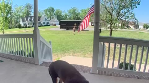 Delivery Driver Greeted By Friendly Dog