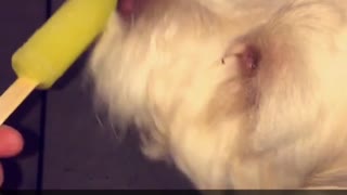 Blonde dog licks orange popsicle in kitchen