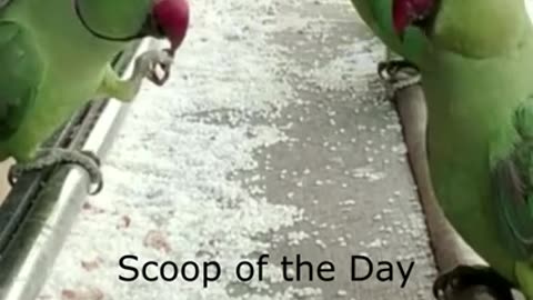 Best wild Parrot feeding video ever #shorts #youtubeshorts