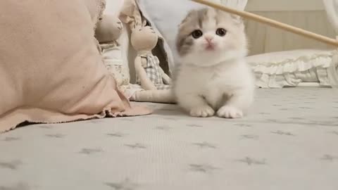 Cute kitten videos short leg cat- 2021