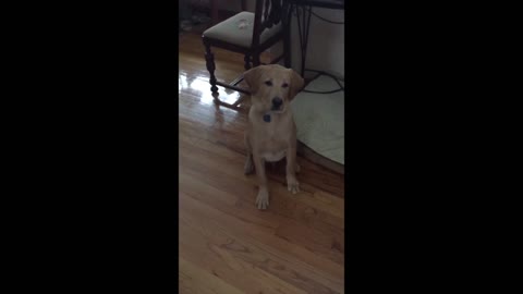 Dog Trying to Catch a Treat to Epic Music Will Make You Laugh