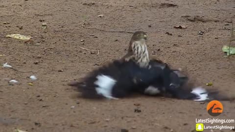 Dead cuckoo by hawk tries