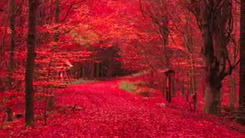 Red leaves all over the ground