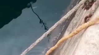 Rescue a cat drowning