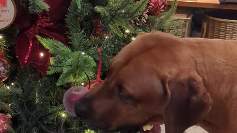 Naughty Ridgeback Told Santa Isn't Coming