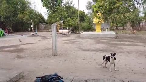 Wow Nice Fake Tiger Prank Dog, Dog Run Very Funny Prank Video 2021, Funny Video