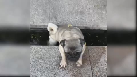 Small little doggy falls down in water