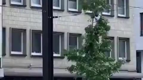 An African illegal refugee escaping from the police in Germany climbed a tree.