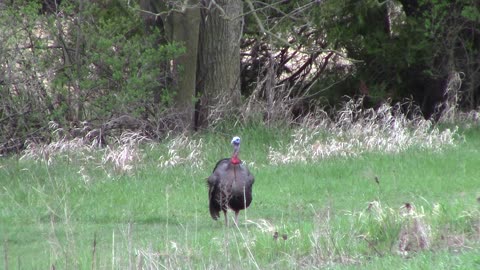 Wisconsin Gobbler down! 2024 Spring turkey