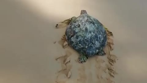 Rescue sea turtle